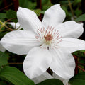 Clematis Vine Plant Live for Planting, Clematis Plants Live, 4 to 6 Inch Tall, 2.5 Inc Pot Well Rooted, Clematis Seeds Perennial, White Clematis