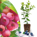 Pink Lemonade Blueberry Plant Live for Planting, Blueberry Bushes for Planting, 4"-7" Cold Hardy Blueberries Southern Highbush