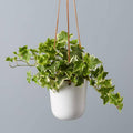 Gold Ivy Plant Live, Trailing Ivy Plant 4'' Pot, Climbing Houseplant for Growing Indoor Outdoor