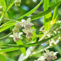 2 White Milkweed Plants Live Butterfly Asclepias Tuberosa, Wildflowers Perennial Bush, Swamp Common Plant, 5-9" in Tall, No Pot
