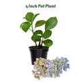 White Pink to Blue White Flower Hydrangea Live Plant 4" Pot, Hydrangea Shrub Flower Plants for Outdoor or Indoor Planting, Change Color Perennial Plant