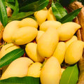 2 Yellow Ataulfo Mango Trees Live Plants, Zones 9-11, Mango in 4" Pot, Starter 5 to 6" Tall, Tropical Flavor