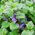 Set 3 Live Catnip Plants, 4-6 Inch Tall Starter Herbs, No Pot, Catnip Plant in Soil for Planting, Easy to Grow Indoor Outdoor Herb Garden Plant