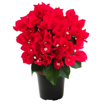 Red Bougainvillea Plant, Bougainvillea Tree Live Plant Potted from 4 to 5 Inches Tall