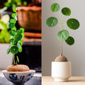 Stephania Cephalantha Live Plant, 3-3.5" Caudex with Sprouts, Rare Hardy Caudex Succulent Houseplant for Indoor Growing and Home Décor