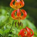 10 Tiger Lilies Bulbs for Planting, Turks Cap Lily Bulbs for Planting Outdoors, Annual Flower Bulb Garden