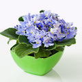 Light Blue African Violets Live Plants in Pots, Live African Violet Plants House Plant for Indoor Outdoor Décor, 4" Pot, Well-Rooted and Year-Round Blooming