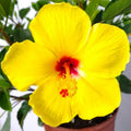Tropical Hibiscus Plants Live Well-Rooted, Yellow Red Flowers Hibiscus Tree Live Plant for Outdoor Full Sun Spring Planting, 5-9" in Tall, Perennial Growing