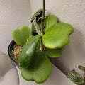 Hoya Heart Plant Live, Green Hoya Kerrii Plant, Hoya Live Plant, Rare Hoya Plant Indoor Live in 2 Inches Pot