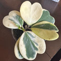 Yellow Hoya Kerrii Heart Plant Live, Hoya Plant, Hoya Kerrii Plant Live 2 Inches Pot for Planting