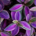 2 Purple Wandering Jew Plants Live Houseplants, Rooted Cuttings Tradescantia Live Plant for Décor, Fast-Growing and Easy to Grow, Starter Size