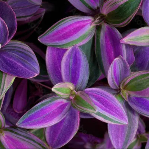 2 Purple Wandering Jew Plants Live Houseplants, Rooted Cuttings Tradescantia Live Plant for Décor, Fast-Growing and Easy to Grow, Starter Size