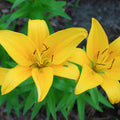2 Yellow Lily Bulbs, Giant Lily Flower Bulbs for Planting, Lily Flowering Bulbs, Lily Spring Bulbs, Outdoor Indoor Flower Bulbs to Plant
