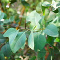 Live Eucalyptus Plant, Silver Dollar Eucalyptus Live Plant, Eucalyptus Plant Live, Live Eucalyptus Tree, Live Eucalyptus Plant Indoor