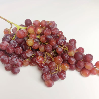 Seedless Grape Vine Live Plant for Planting, 6-10" Potted, Cold Hardy, Spring Fast-Growing and High Yielding (Red Grapes Variety)