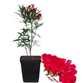 2 Pink Oleander Plants Live, 3 Inc and 5 Inc Tall, Fragrant Flower Live Plant, Live Oleander Plant, Oleander Live Plant Indoor, Ready to Plant