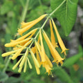 Yellow Climbing Honeysuckle Plant Live, Fragrant Honeysuckle Plants Vine Bushes in 2.5 Inch Pot