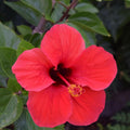 2 Red Hibiscus Plants, 3-5 Inch Tall Starter Plants - Live Hibiscus Flower Plants for Outdoor Garden, Patio, and Container Growing