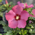 1 Dark Pink Rose of Sharon Plant Live 4 Inch Pot, Hardy Hibiscus Shrub with Vibrant Blooms, Althea Hibiscus Syriacus Flowers