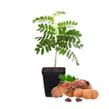 Tamarind Tree Live Plant, 4 Inc Pot, Tamarind Plant Live from 5 Inc Tall