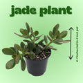 Jade Live Plant in 4" Pot, Crassula Succulents Plant, Compact Succulent Plants Live, 4-7 Inches Tall for Indoor Houseplant