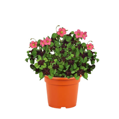 Green Oxalis Plant Live in 4 Inch Pot, Vibrant Flowering Shamrock Plant Well Rooted, Year-Round Decoration, Garden and Containers Growing