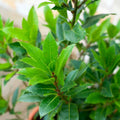 Sweet Bay Leaf Plant Live, 8-10 Inch Laurus Nobilis Tree for Planting, Bay Laurel Herb for Home Garden or Containers