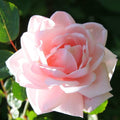 Pink New Dawn Climbing Rose Live Plant, Can Grow As Rose Bushes Shrubs, Fragrant Ready to Plant, Starter Size, 5 to 10 Inc Tall, Dormant in Winter