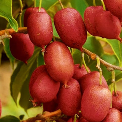 Live Kiwi Plant, Hardy Kiwi Berry Vine Starter Plant, Cold Hardy Edible Fruit Vines for Home Garden, 4-9" Tall