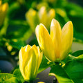Yellow Bird Magnolia Tree Live Plant, Magnolia Tree Shrub Plant in 2.5" Pot, 6-12 Inches
