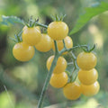 White Tomato Cherry Live Plant in 4 Inch Pot, Sweet Tomato Cherry Plants Live 8-10 Inch Tall, Seedling Vegetable Plant for Planting Outdoor Garden