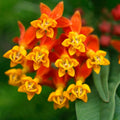 2 Deep Red Milkweed Plants Live Butterfly Asclepias Tuberosa, Wildflowers Perennial Bush, Swamp Common Plant, 5-9" in Tall, No Pot