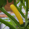 2 Zucchini Plants Seedlings, 4 Inches Pot, Live Squash Plants from 3 to 5 Inches Tall, Live Squash Zucchini Outdoor