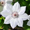 Clematis Vine Plants Live in Pot, 8 Months Old Seedlings Climbing Flowering, Outdoor Trellis Fences, Cold Hardy (White Clematis)