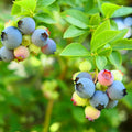 Blueberry Bushes Live Plant, 8-15 Inch Tall, Sweet Blueberry Plant Live for Planting, Berries Fruit Trees Live Plants (North Blueberry Plant)