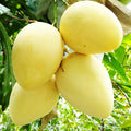 Grafted Mango Tree Live Plant, 14-18 Inch Tall, Mango Plant Live for Outdoor Planting, in Pot, Well-Rooted Tropical Fruit Tree