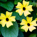 Thunbergia Plant Live, Thunbergia Flowering Vine Perennial, Indoor Outdoor Planting 3-6 Inches