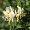 Honeysuckle Plant Live for Planting, Lonicera Honeysuckle Vine, Very Hardy, in 2.5 Inc Pot, Fragrant Bloom
