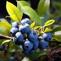 Northland Blueberry Plant Live for Planting, Blueberry Bushes for Planting, 4"-7" Cold Hardy Blueberries Southern Highbush