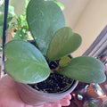 Green Hoya Kerrii Heart Plant Live, Hoya Plant, Hoya Kerrii Plant Live 2 Inches Pot for Planting