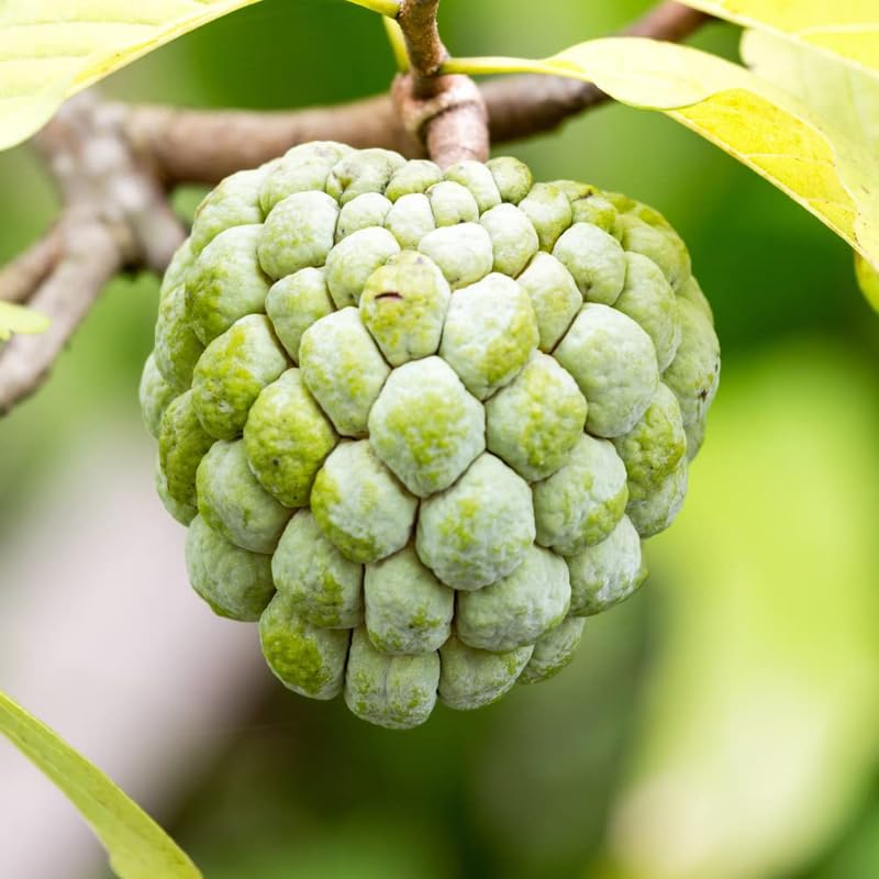 Sugar Apple Tree Live Plant 6-10 InchTall, in 4" Pot, Sweet Sugar Apple Plant Live, Annona Squamosa Sugar Apple Fruit Tree