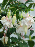 Pack 2 Fuchsia Plants Live, Vibrant Fuchsias Hanging Flowering Plant 3-5 Inches, Gardens, Patios, and Indoor Growing (White Flowers)