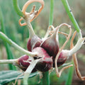 3 Fresh Walking Onion Plant Live for Planting Outdoors, Ready to Plant, 1 Year Old, Well Rooted, Walking Onions Plants
