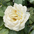 White Rose Bushes Ready to Plant, Climbing Roses Live Plants Fragrant, 6-8 Inc Tall in Pot, Year-Round Blooming, Can Grow as Bush or Climber