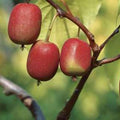 Set of 2 Live Hardy Kiwi Berry Plants, Fast-Growing Kiwi Vines for Garden or Trellis, Well-Rooted Starter Plants, 5-9" Tall