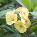 Yellow Crown of Thorns Plant Live, Euphorbia Milli Plant, Yellow Flower Plants for Growing, 4 to 6 Inch