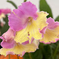 Bicolor Streptocarpus Plant Live, Ladyslipper Primrose Flowering Houseplant in 3.25 Inch Pot, Indoor Blooming Plants for Planting, 4-8 Inches