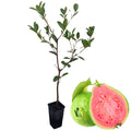 Sweet Pink Guava Trees Live Plants, 7 Months Old Seedlings Well Rooted for Growing, 5-10 Inc in Tall in 4 Inc Pot