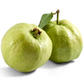 White Guava Tree Live Plant, Live Guava Trees Plant, Guava Trees Plant Live, Guava for Growing, 5-10 Inc in Tall, 1 Year Old Seedlings Well Rooted Guava