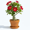 Red Desert Rose Plant Live, Adenium Desert Rose Flowers, Perennial Flowers Succulent Plant, Vibrant Bloom, 4 to 7 Inch Tall, Well Rooted